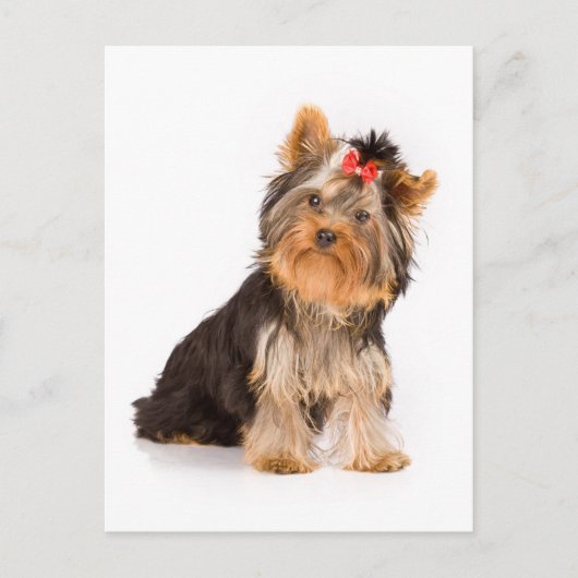 Yorkshire Terrier Puppy Dog Blank Briefkaart (Voorkant)
