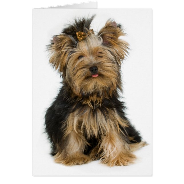 Yorkshire Terrier Puppy Dog Blank Card (Voorkant)