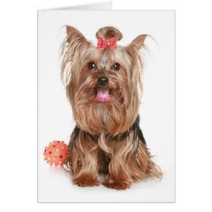 Yorkshire Terrier Puppy Dog Blank Card