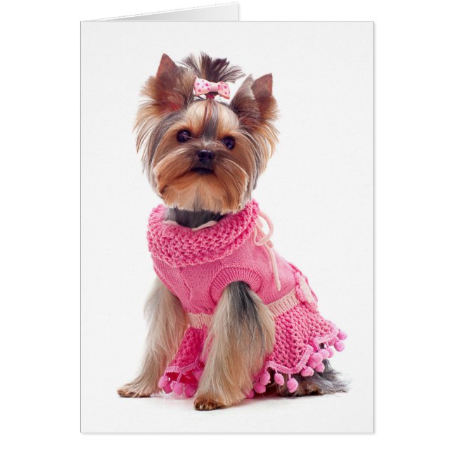 Yorkshire Terrier Puppy Dog Blank Card (Voorkant)