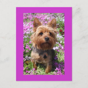 Yorkshire Terrier Puppy Dog Blank Paars Briefkaart