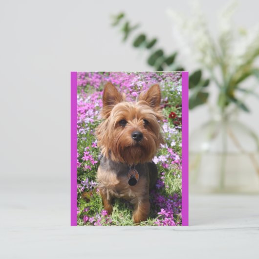 Yorkshire Terrier Puppy Dog Blank Paarse Briefkaar Briefkaart (Staand voorkant)