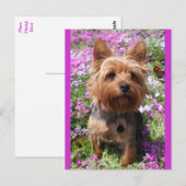 Yorkshire Terrier Puppy Dog Blank Paarse Briefkaar Briefkaart (Voorkant / Achterkant)