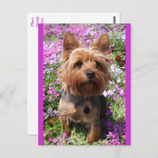 Yorkshire Terrier Puppy Dog Blank Paarse Briefkaar Briefkaart (Voorkant / Achterkant)