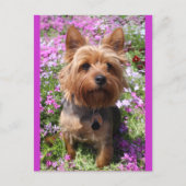 Yorkshire Terrier Puppy Dog Blank Paarse Briefkaar Briefkaart (Voorkant)