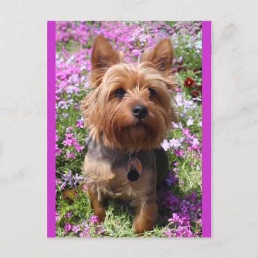 Yorkshire Terrier Puppy Dog Blank Paarse Briefkaar Briefkaart (Voorkant)