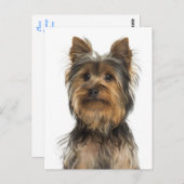 Yorkshire Terrier Puppy Dog Blank Post Card Briefkaart (Voorkant / Achterkant)