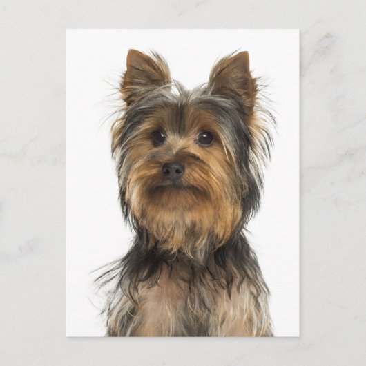 Yorkshire Terrier Puppy Dog Blank Post Card Briefkaart (Voorkant)