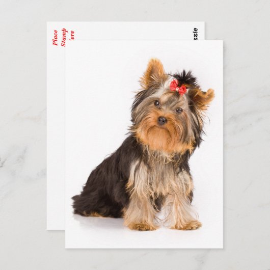 Yorkshire Terrier Puppy Dog Blank Postcard Briefkaart (Voorkant / Achterkant)