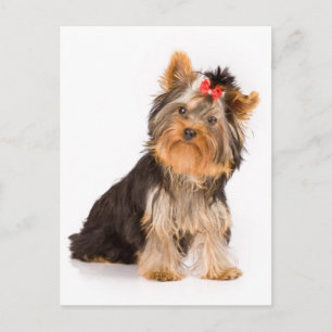 Yorkshire Terrier Puppy Dog Blank Postcard Briefkaart