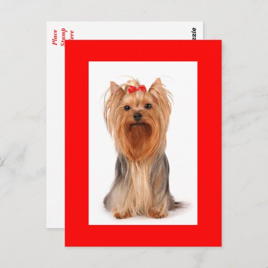 Yorkshire Terrier Puppy Dog Blank Rood Briefkaart (Voorkant / Achterkant)