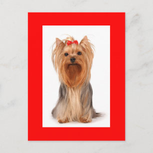 Yorkshire Terrier Puppy Dog Blank Rood Briefkaart