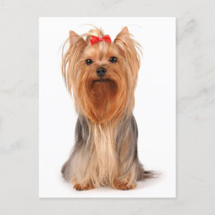 Yorkshire Terrier Puppy Dog Blank Yorkie Briefkaar Briefkaart