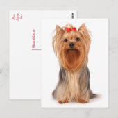 Yorkshire Terrier Puppy Dog Blank Yorkie Briefkaar Briefkaart (Voorkant / Achterkant)