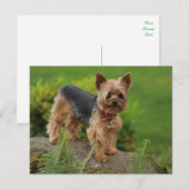 Yorkshire Terrier Puppy Dog Post Card Briefkaart (Voorkant / Achterkant)