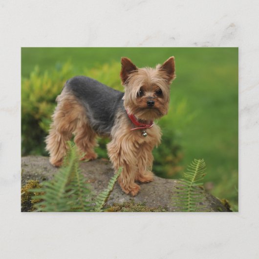 Yorkshire Terrier Puppy Dog Post Card Briefkaart (Voorkant)