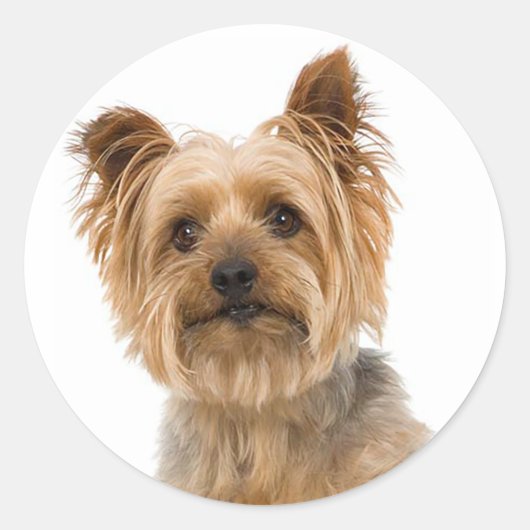Yorkshire Terrier Puppy Dog Stickers (Voorkant)