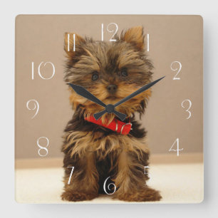 Yorkshire Terrier Puppy Dog Vierkante Klok