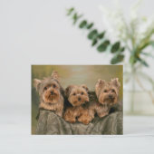 Yorkshire Terrier Puppy Dogs Blank Briefkaart (Staand voorkant)