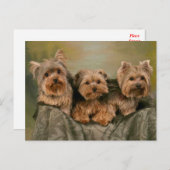 Yorkshire Terrier Puppy Dogs Blank Briefkaart (Voorkant / Achterkant)