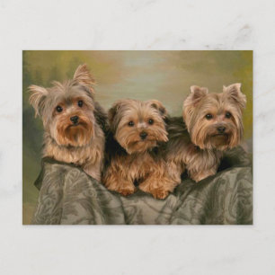 Yorkshire Terrier Puppy Dogs Blank Briefkaart