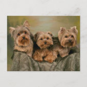 Yorkshire Terrier Puppy Dogs Blank Briefkaart (Voorkant)