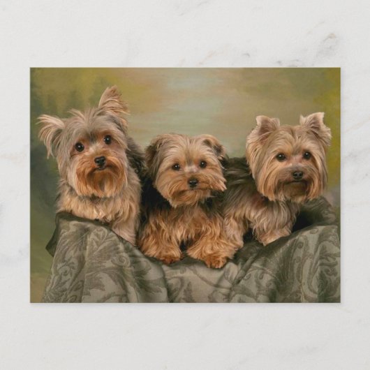 Yorkshire Terrier Puppy Dogs Blank Briefkaart (Voorkant)
