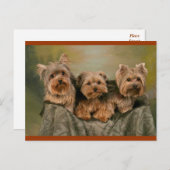 Yorkshire Terrier Puppy Dogs Blank Briefkaart (Voorkant / Achterkant)