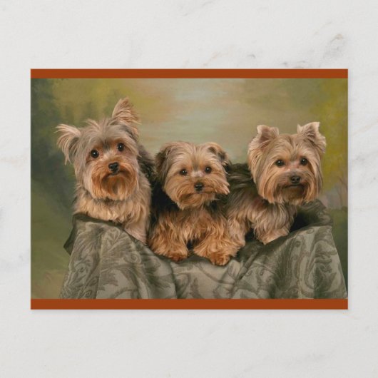 Yorkshire Terrier Puppy Dogs Blank Briefkaart (Voorkant)