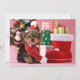Yorkshire Terrier Puppy en Kerstmis Feestdagenkaart