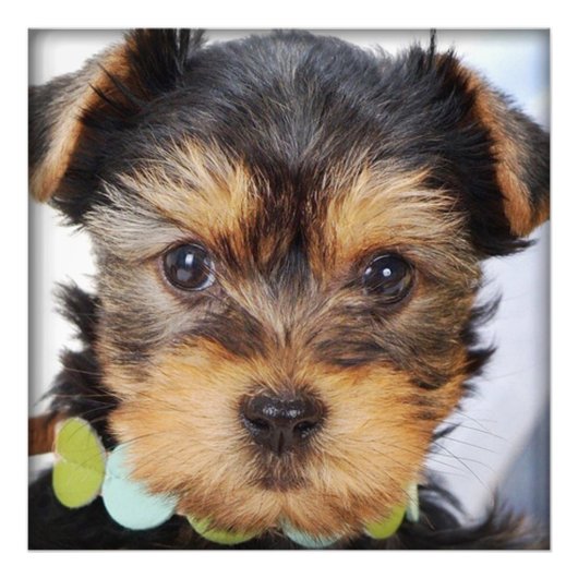 Yorkshire Terrier Puppy Foto Afdruk (Voorkant)