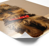 Yorkshire Terrier Puppy Foto Afdruk (Hoek)