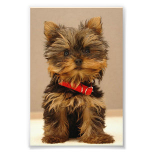 Yorkshire Terrier Puppy Foto Afdruk