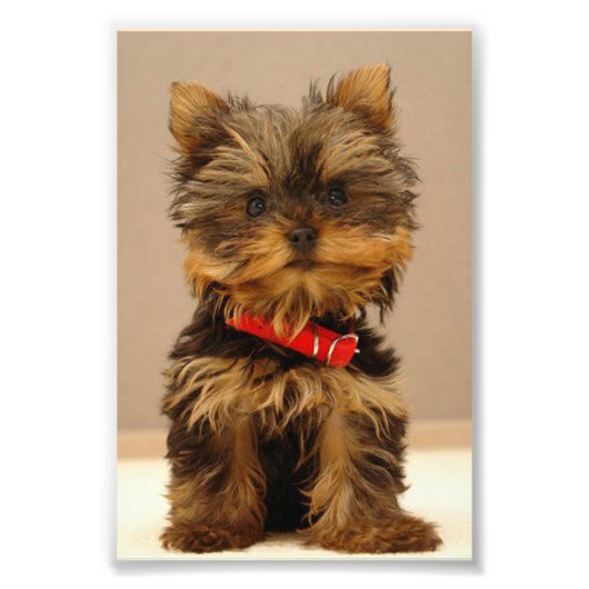 Yorkshire Terrier Puppy Foto Afdruk (Voorkant)
