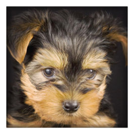 Yorkshire Terrier Puppy Foto Afdruk