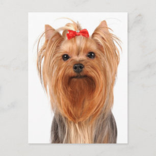 Yorkshire Terrier Puppy Hond Blanke Postkaart