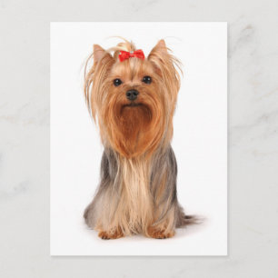 Yorkshire Terrier Puppy Hond Blanke Postkaart
