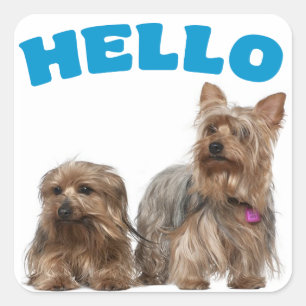 Yorkshire Terrier Puppy Hond Blauw Hallo Stickers