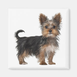Yorkshire Terrier Puppy Hond Magneet Leuk