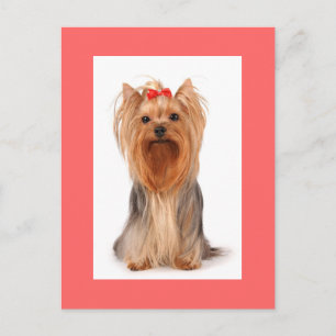 Yorkshire Terrier Puppy Hond Roze Postkaart