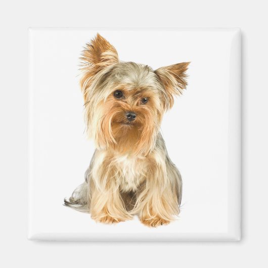 Yorkshire Terrier Puppy Hondenkoelkastmagneet Magneet (Voorkant)