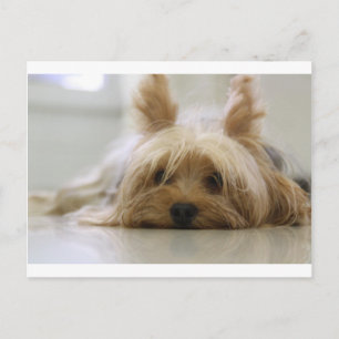 Yorkshire Terrier puppy huisdier schattige hond ge Briefkaart