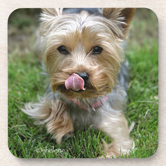 Yorkshire Terrier Puppy - "jjhelene design" Bier Onderzetter (Voorkant)