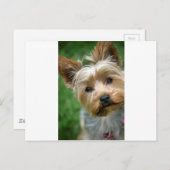Yorkshire Terrier Puppy - "jjhelene design" Briefkaart (Voorkant / Achterkant)