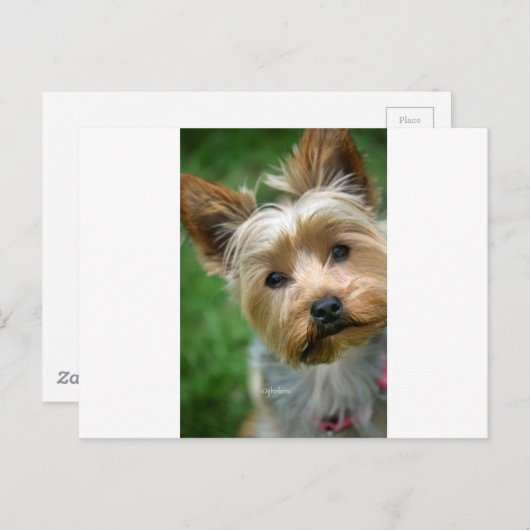 Yorkshire Terrier Puppy - "jjhelene design" Briefkaart (Voorkant / Achterkant)