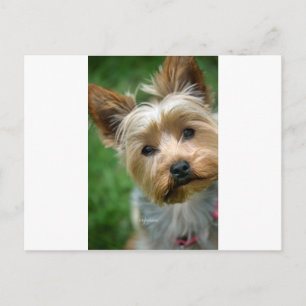 Yorkshire Terrier Puppy - "jjhelene design" Briefkaart