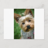 Yorkshire Terrier Puppy - "jjhelene design" Briefkaart (Voorkant)