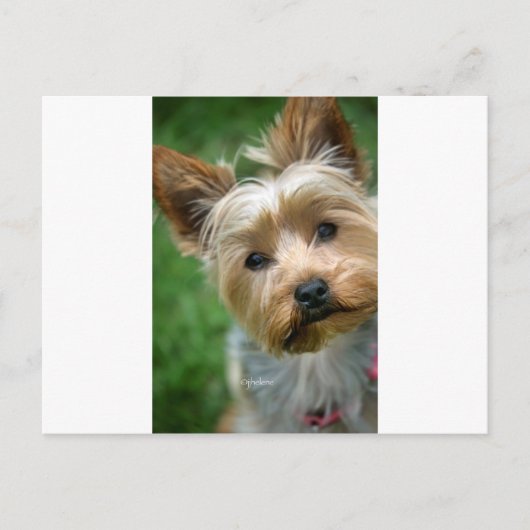 Yorkshire Terrier Puppy - "jjhelene design" Briefkaart (Voorkant)