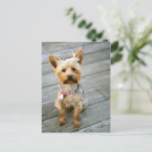 Yorkshire Terrier Puppy - jjhelene ontwerp Briefkaart (Staand voorkant)