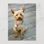 Yorkshire Terrier Puppy - jjhelene ontwerp Briefkaart (Voorkant)